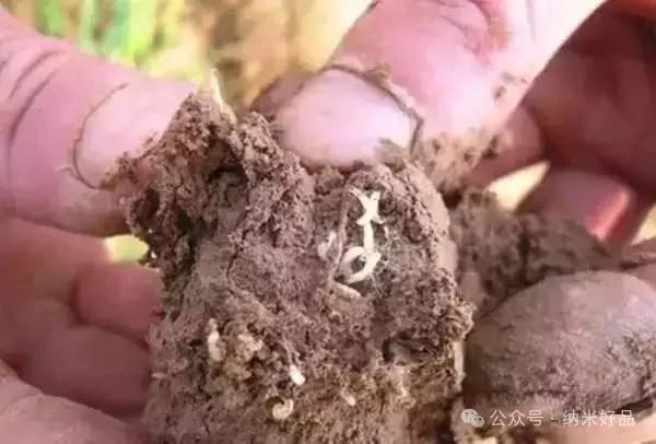 地蛆防治｜地优方®的综合防治优势